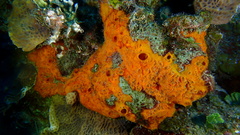 Placospherastra