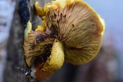 Tapinella panuoides