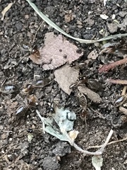 Tenuirostritermes