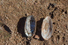 Utterbackia imbecillis