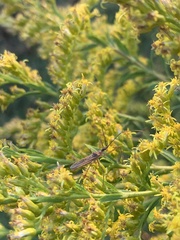 Zelus cervicalis