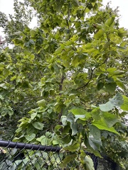 Catalpa speciosa