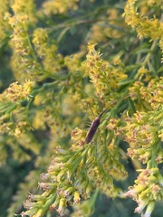 Zelus cervicalis