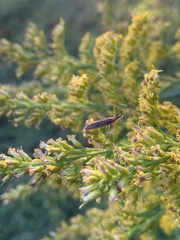 Zelus cervicalis
