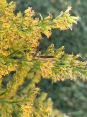 Zelus cervicalis