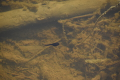 Anaxyrus boreas