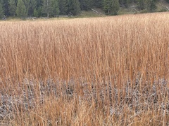 Schoenoplectus pungens