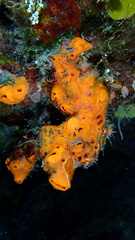Hyattella cavernosa