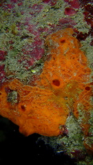 Placospherastra