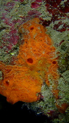 Placospherastra