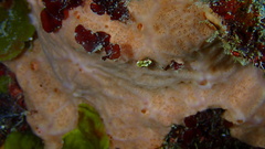 Spirastrella hartmani