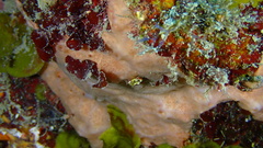 Spirastrella hartmani