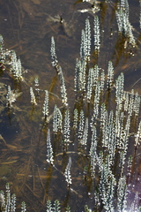 Hippuris tetraphylla