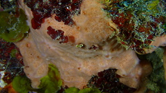 Spirastrella hartmani