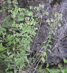 Lithospermum parviflorum
