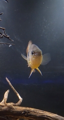 Lepomis megalotis × cyanellus