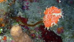 Clathria calla