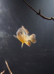 Lepomis megalotis × cyanellus
