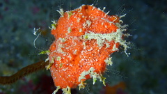 Clathria calla