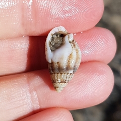 Tritia reticulata