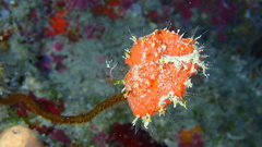 Clathria calla