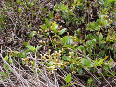 Baccharis latifolia