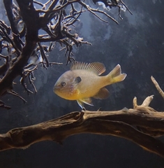 Lepomis megalotis × cyanellus