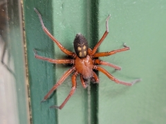 Callobius severus