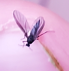 Sciaridae
