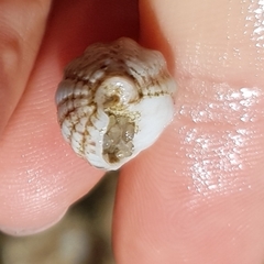 Tritia reticulata