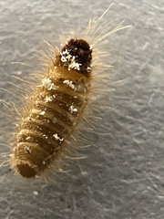 Trogoderma variabile