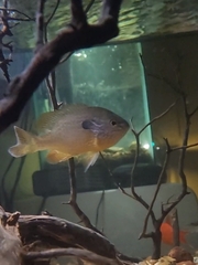 Lepomis megalotis × cyanellus