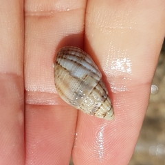 Tritia reticulata