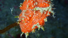 Clathria calla