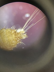 Trogoderma variabile