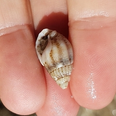 Tritia reticulata