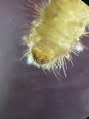 Trogoderma variabile