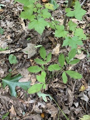 Ligusticum canadense