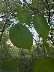 Moraceae