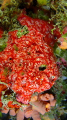 Monanchora arbuscula