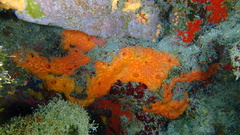 Placospherastra