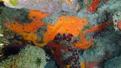 Placospherastra