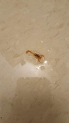 Centruroides sculpturatus