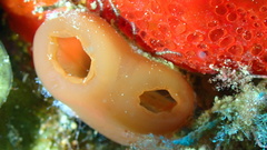 Reef Tunicate photo 4