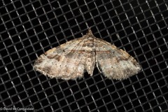 Costaconvexa centrostrigaria