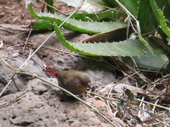 Lagonosticta senegala