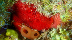Phorbas amaranthus