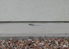 Aspidoscelis neomexicanus