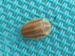 Anacassis fuscata
