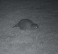 Gallirallus australis australis